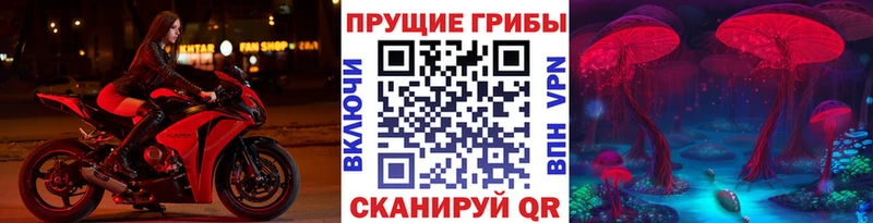 купить   Северск  кракен зеркало  Псилоцибиновые грибы Psilocybine cubensis 